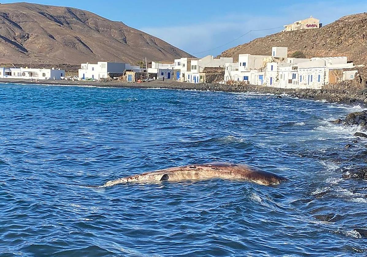 Encuentran un cetáceo flotando en las aguas de Pozo Negro, Fuerteventura