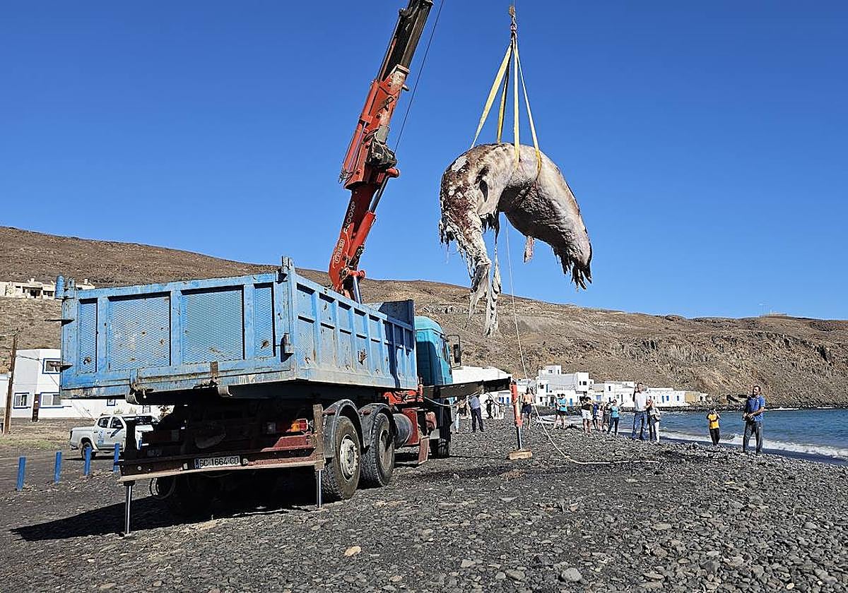 Retirada del cetáceo.