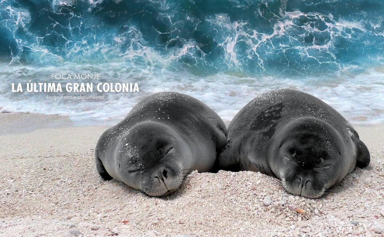 Núria Espert, voz del documental «Foca monje. La última gran colonia»