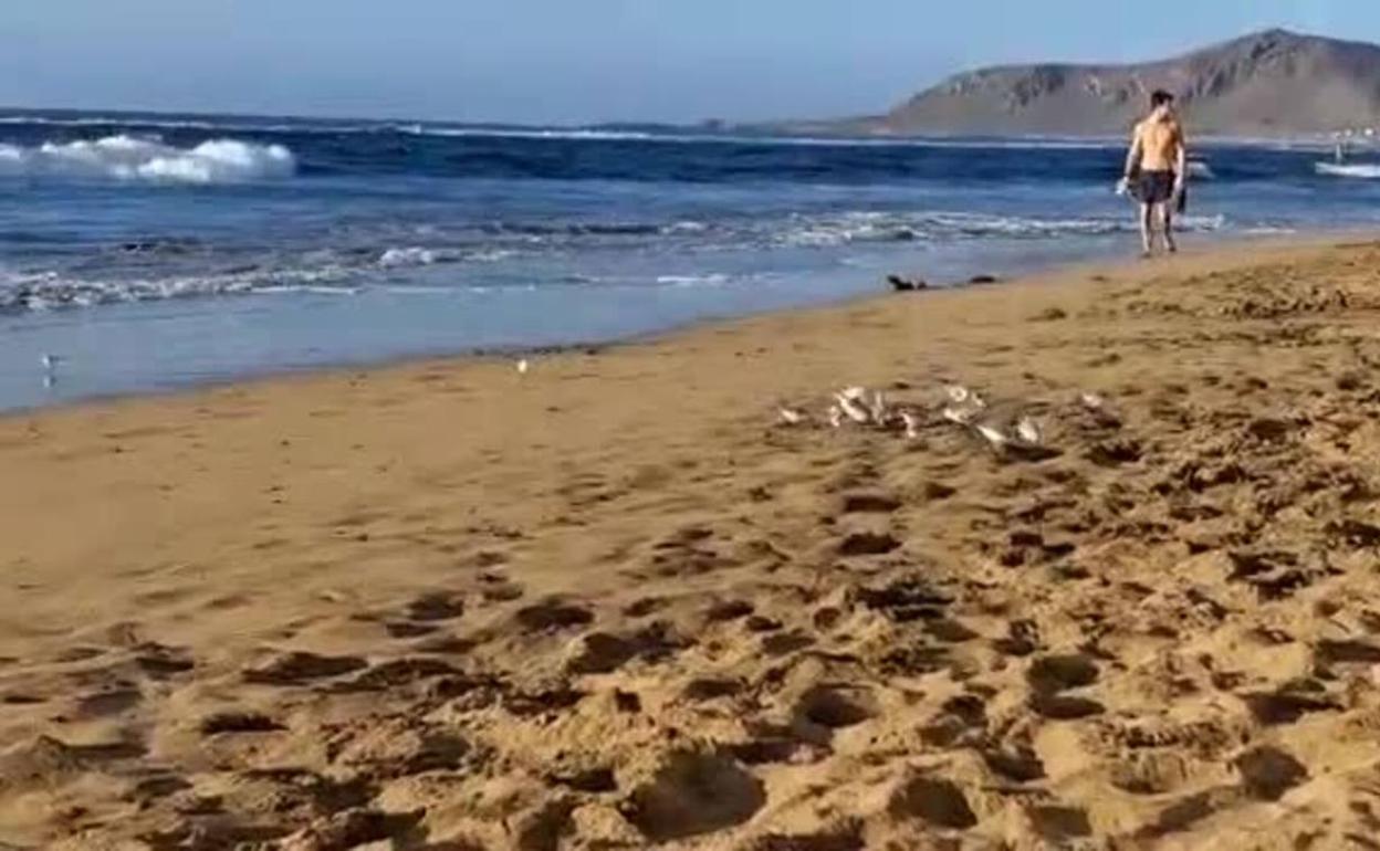 Un grupo de correlimos se deja ver en Playa Chica