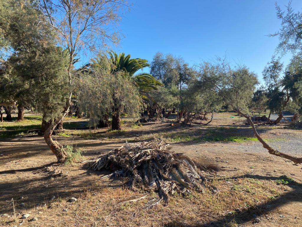 Fotos: Culmina el desalojo del palmeral del Oasis