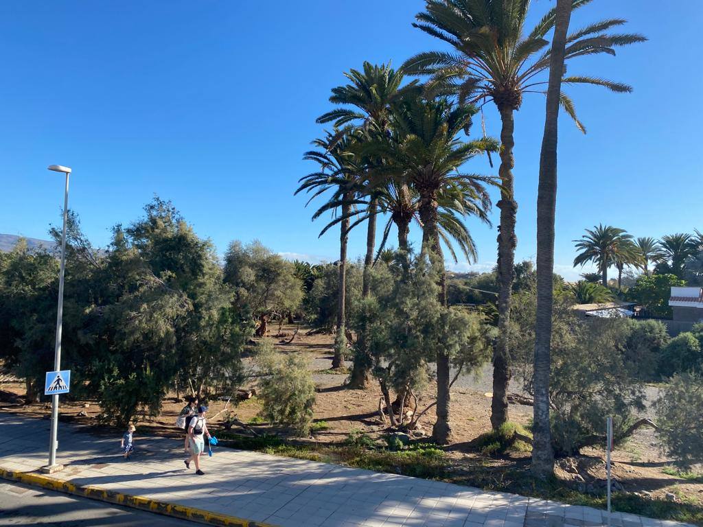 Fotos: Culmina el desalojo del palmeral del Oasis