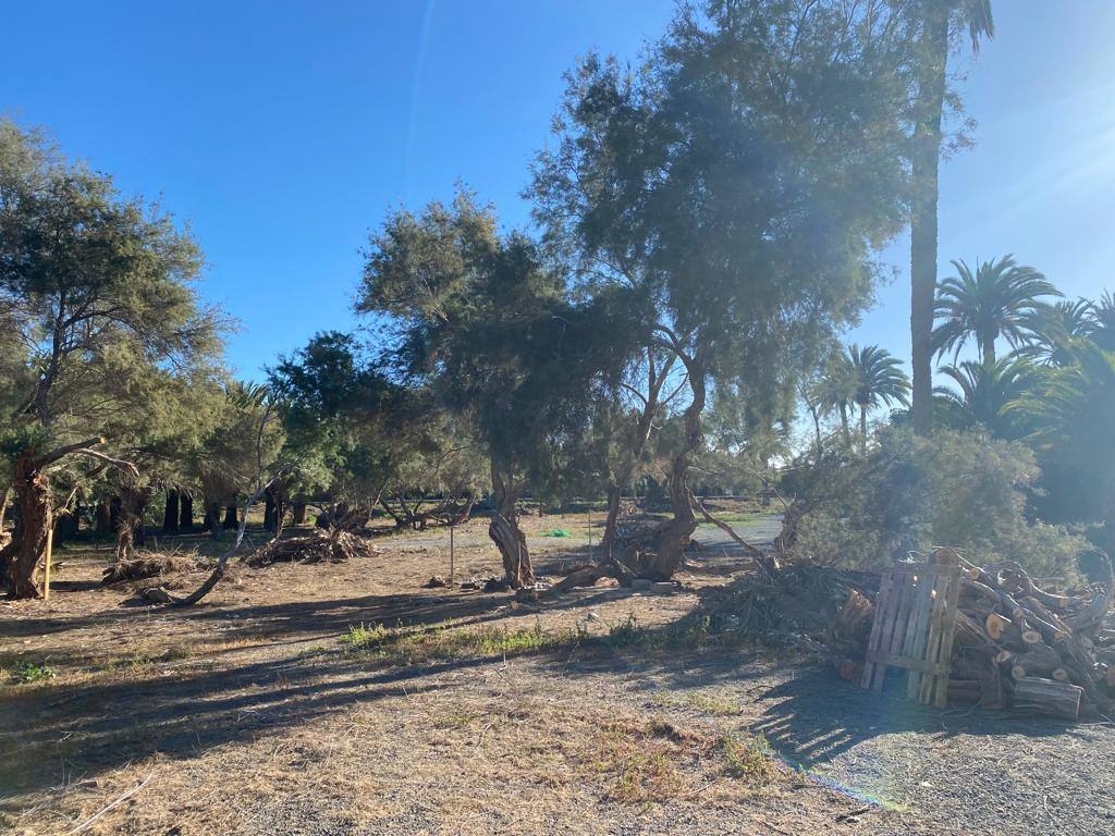 Fotos: Culmina el desalojo del palmeral del Oasis