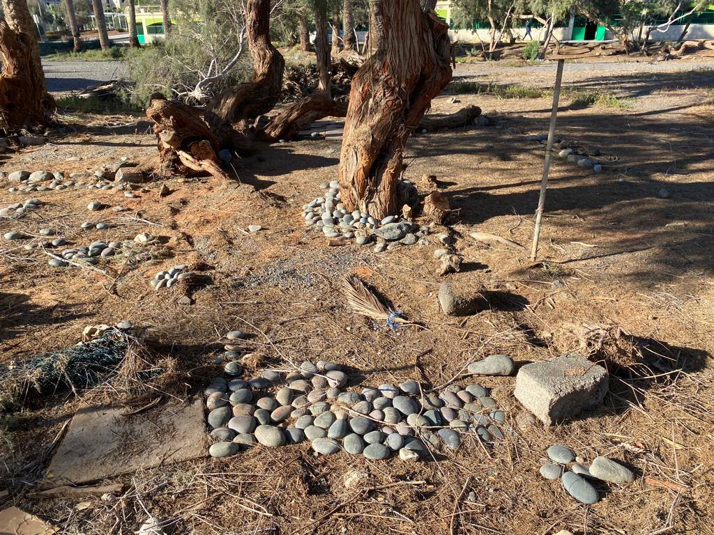 Fotos: Culmina el desalojo del palmeral del Oasis