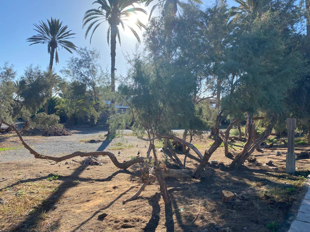 Fotos: Culmina el desalojo del palmeral del Oasis