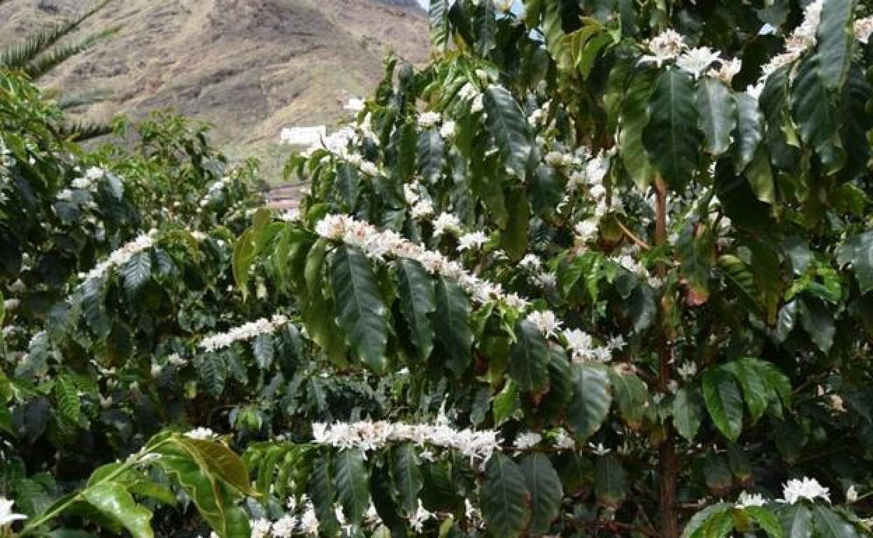 Imagen de una plantación de café en el Valle de Agaete. 