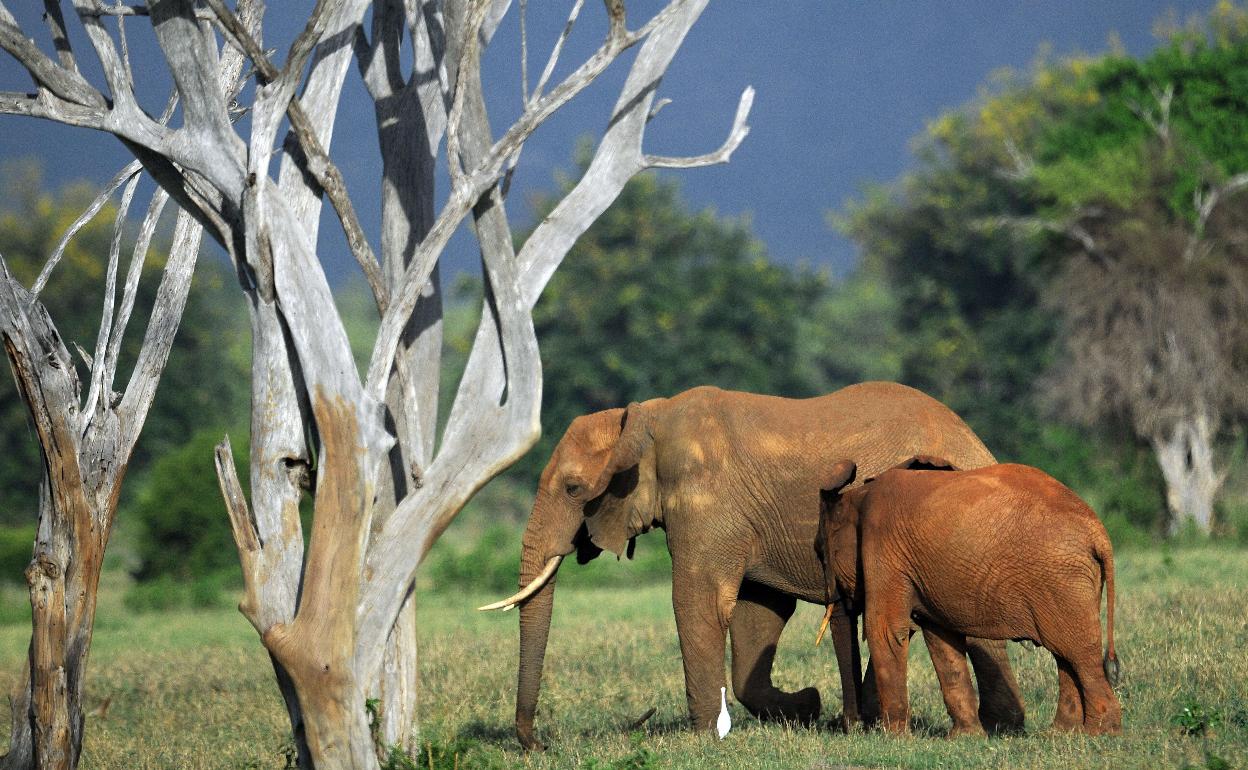 Elefantes en el Parque Nacional de Tsavo, en Kenia.