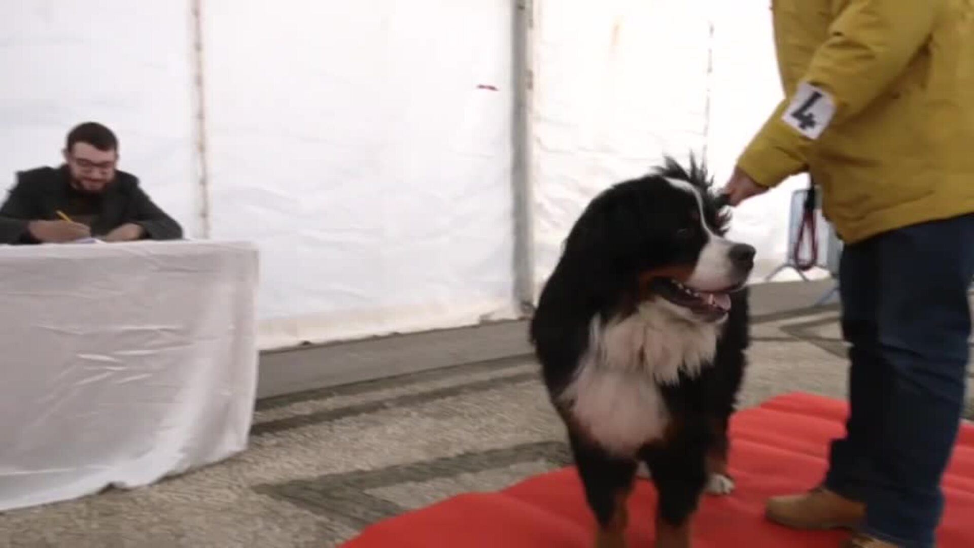 Monachil premia al perro más habilidosos y que más se parece a su humano