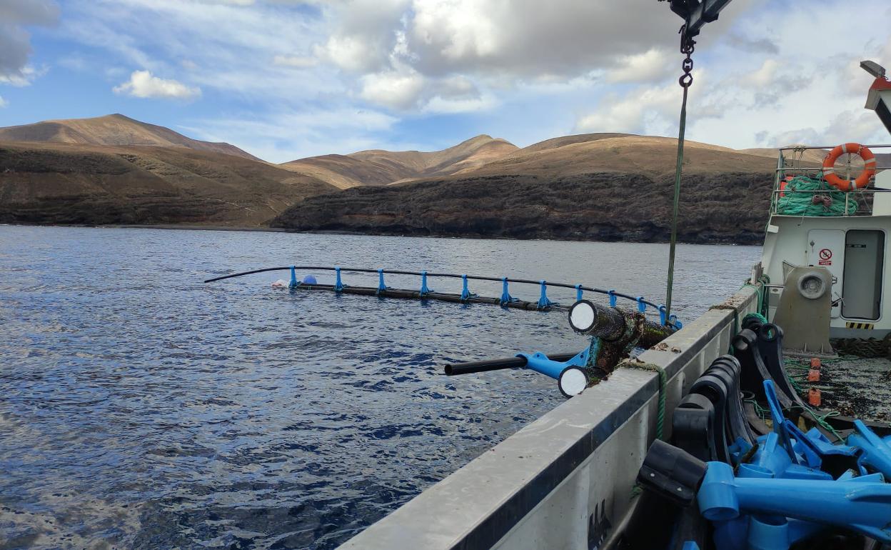 Desmantelamiento de las jaulas de engorde de lubina y dorada en Playa Quemada cuya concesión venció. 
