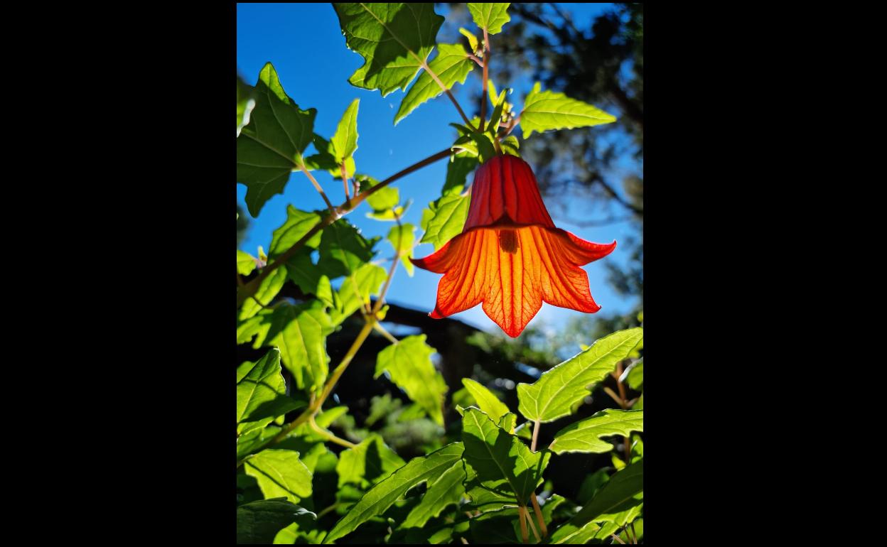 Una de las creaciones con premio. 