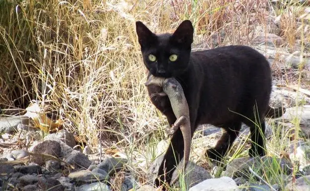 Un gato con un lagarto de Gran Canaria en la boca. 