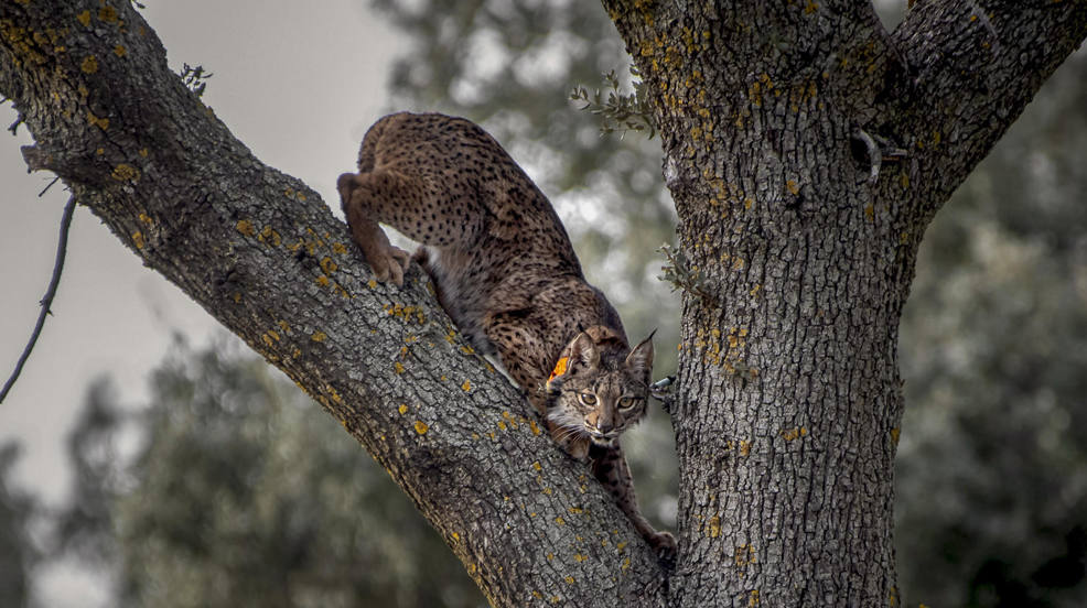 Un lince ibérico (Lynx pardinus) con collar de radiomarcaje trepa a una encina, este martes en Toledo. El consejero de Desarrollo Sostenible, José Luis Escudero, ha participado en la suelta de dos ejemplares de lince ibérico en la finca El Borril, que van a ser reintroducidos en el área de los Montes de Toledo, dentro de los programas de recuperación y conservación de esta especie amenazada que se están llevando a cabo en Castilla-La Mancha. 