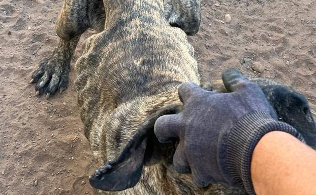 Atado, sin comida y con un corte en el cuello: así hallan a un perro en Santa Lucía