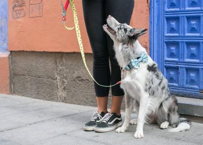 Imagen secundaria 1 - ¿Cómo entender a tu perro?