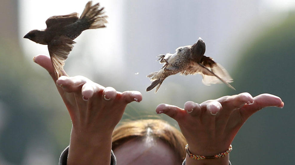 Una mujer suelta pájaros en una creencia tradicional para obtener buena suerte a cambio y que los deseos se hagan realidad, cerca del Palacio Real en Phnom Penh, Camboya. 