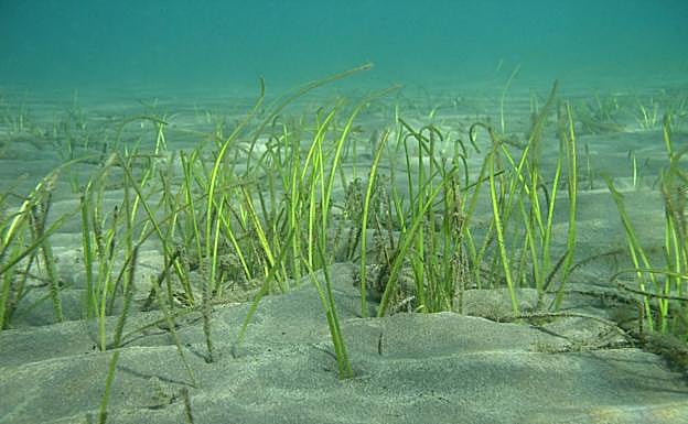 Muestra de seba (Cymodocea nodosa) en Playa del Inglés, Gran Canaria. 