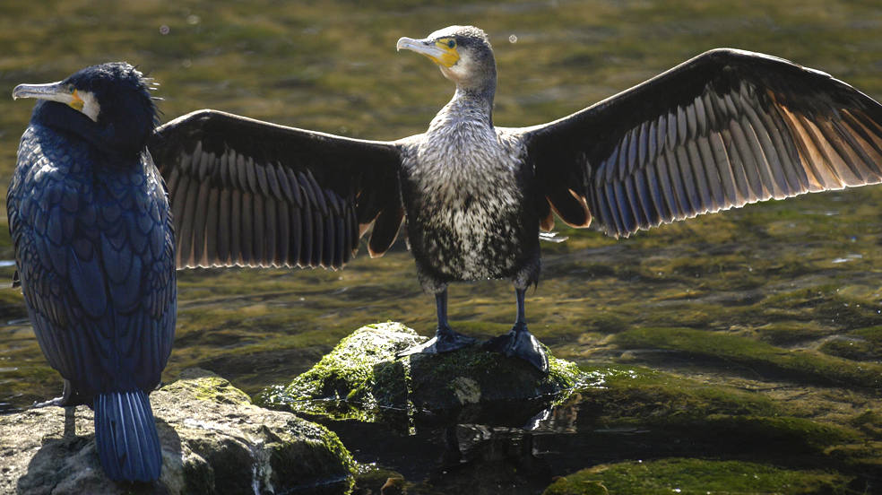 Dos cormoranes toman el sol en el río Piles en Gijón. 