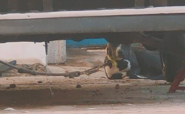 Imagen principal - Imágenes del can. 