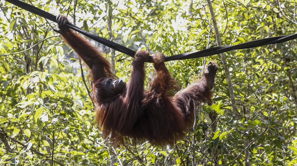 Un orangután de Borneo cuelga de una cuerda en el Centro de Rescate y Rehabilitación Samboja Lestari de la Borneo Orangutan Survival Foundation (BOSF) cerca de las obras de construcción de la nueva capital de Indonesia, Nusantara, en Samboja , Kalimantan Oriental, Indonesia. BOSF'Äôs Semboja Lestari es el hogar de 127 orangutanes de Borneo y 71 osos malayos. 