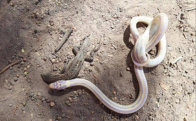 Un ejemplar de serpiente capturado tras devorar un lagarto gigante de Gran Canaria. 