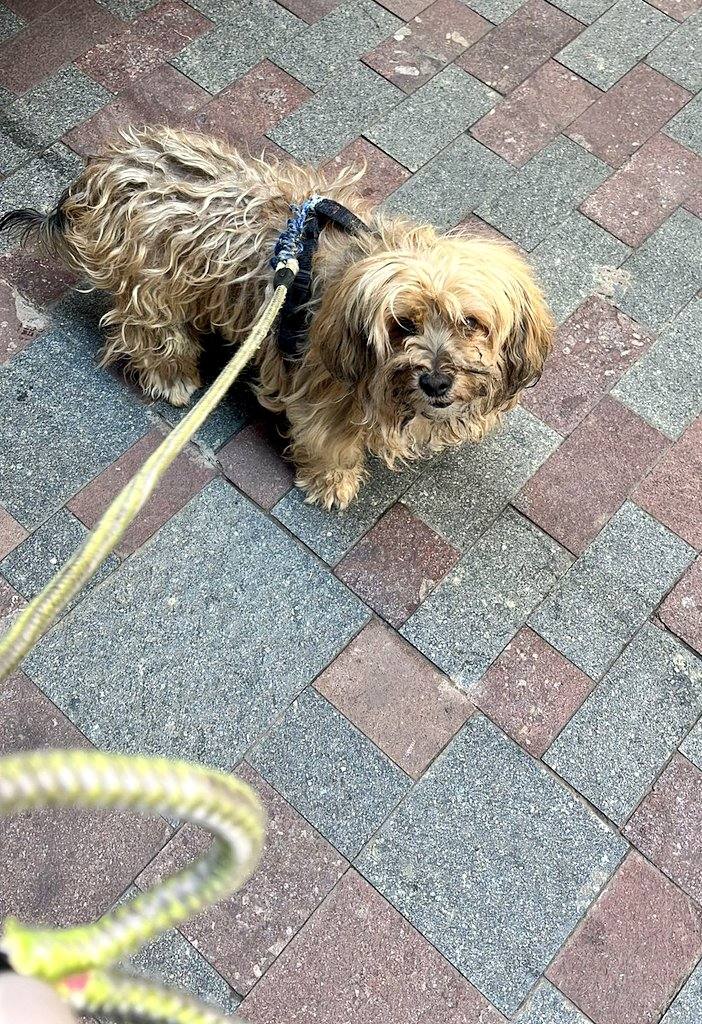 Golpea a su perro en plena calle, en Tenerife, y le cae un delito de maltrato animal