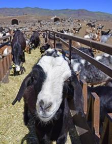 Imagen secundaria 2 - Lucía Torres se levanta a las tres de la mañana para comenzar a ordeñar a sus 850 cabras. 