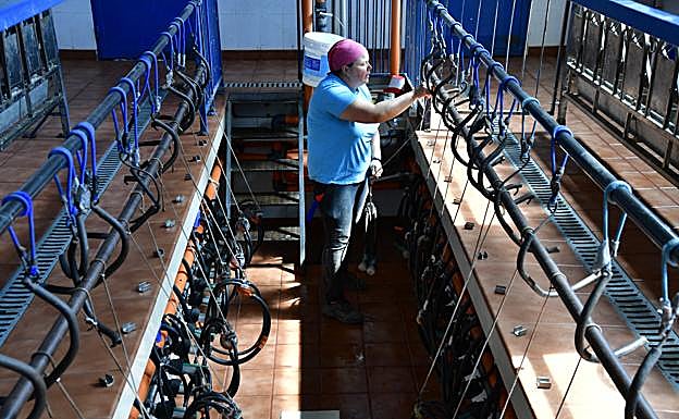 Imagen principal - Lucía Torres se levanta a las tres de la mañana para comenzar a ordeñar a sus 850 cabras. 