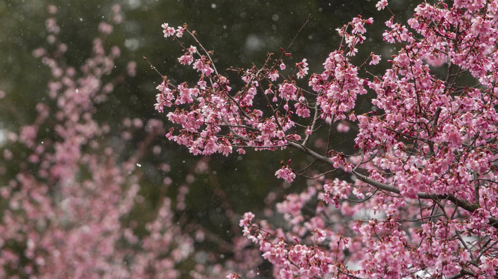 Pequeños copos de nieve caen sobre los cerezos en flor en Central Park en Nueva York, Nueva York, EE. UU.. 