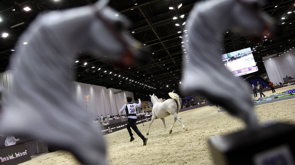 El caballo Aljoharah de EAU es guiado por un jinete durante el primer día del Campeonato Internacional de Caballos de Dubái como parte de la Feria Internacional del Caballo de Dubái 2023 en el emirato del Golfo de Dubái, Emiratos Árabes Unidos.