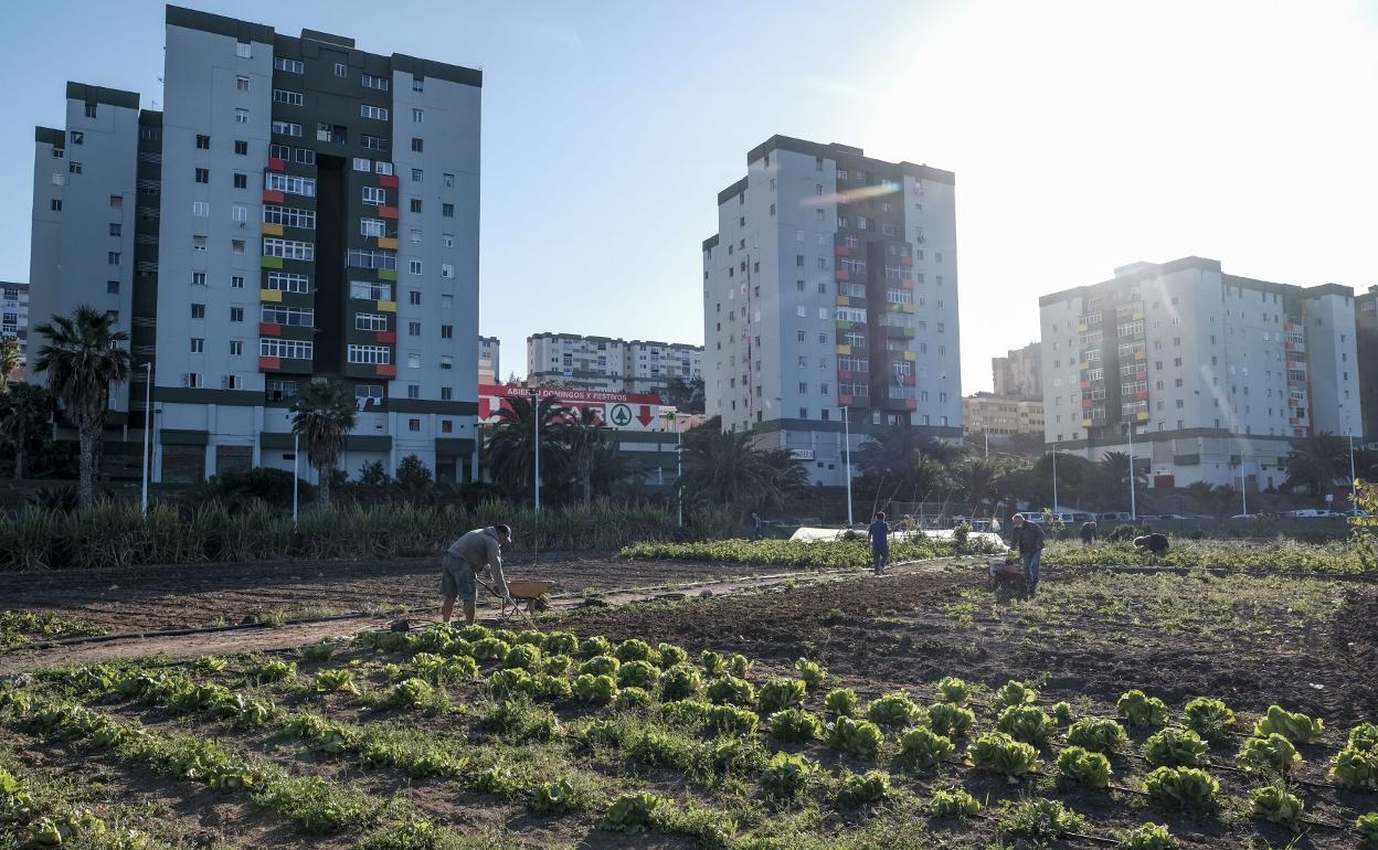 Jinámar alberga los dos huertos urbanos más grandes de la ciudad. 