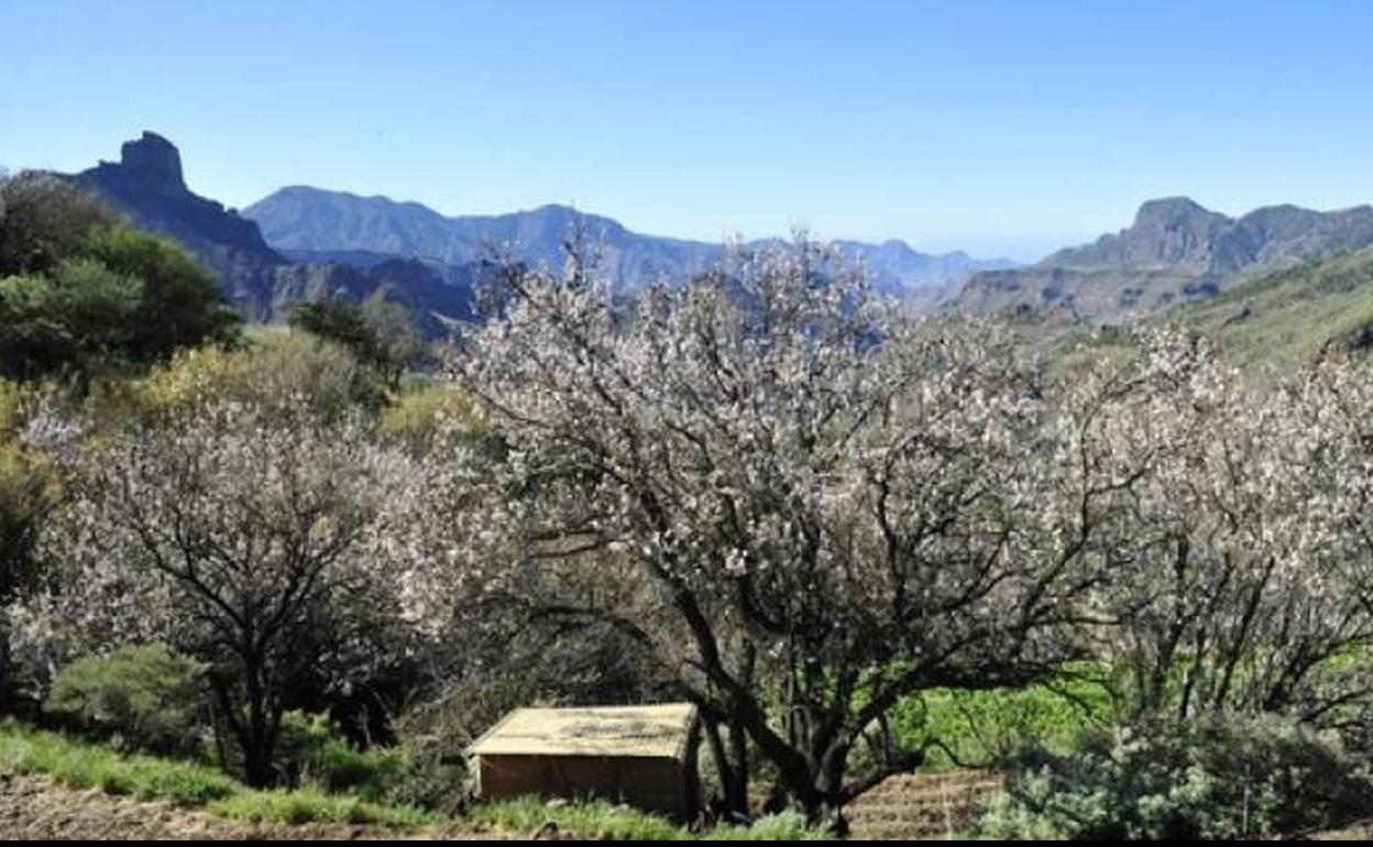 Imagen del almendro el flor en Tejeda. 