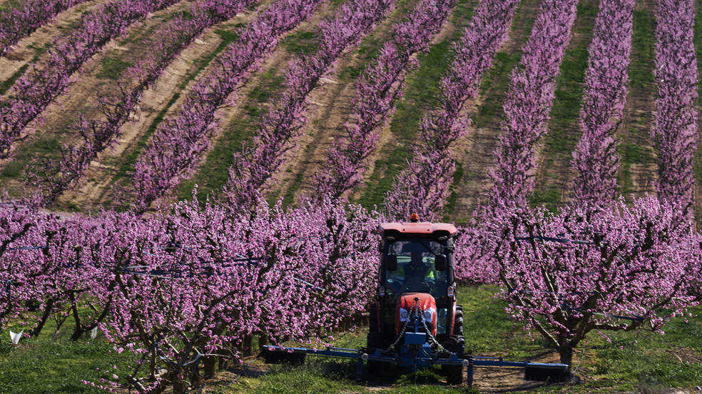 Con la llegada de la primavera, los campos de melocotoneros y otros árboles frutales de la localidad de Aitona, en Lleida, inician su floración y tiñen de rosa miles de hectáreas, un espectáculo que cada año atrae a multitud de vistantes.