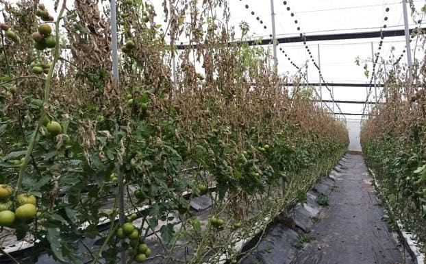 El hongo mildiu vuelve a atacar al tomate aldeano y afecta ya a 55 hectáreas