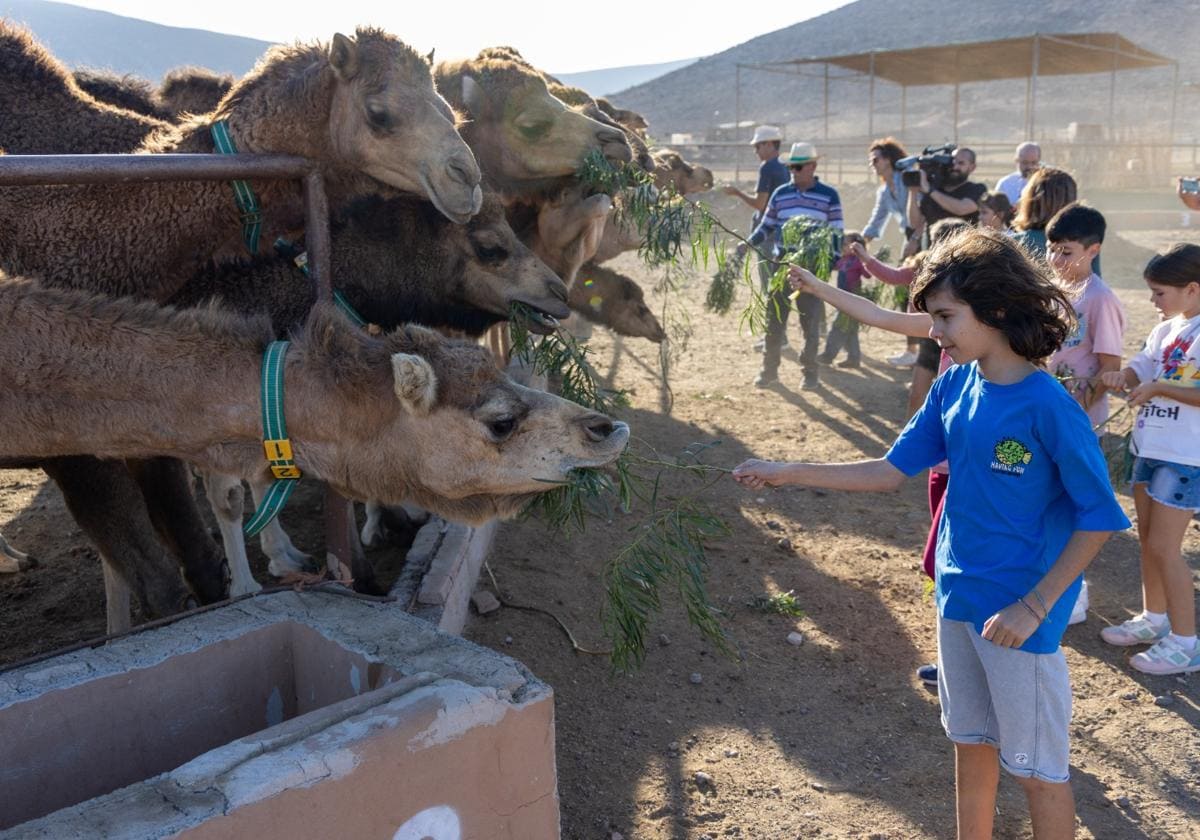 Los niños dan de comer a los camellos de los Reyes Magos en la granja de Goroy, en el municipio de Puerto del Rosario.