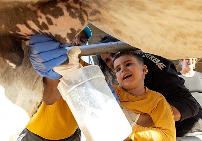 Un pequeño ayuda a ordeñar a una camella.