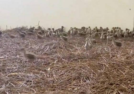 Pollos nacidos en la granja cinegética del Corral de Los Juncos de los huevos traídos de Granada.