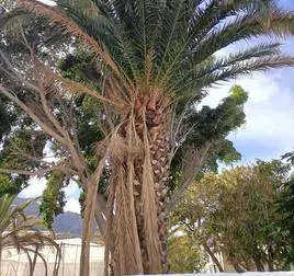 Imagen del estado que se encuentra una palmera en el entorno del CEIP La Ladera.