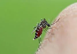 Cómo prevenir la aparición del mosquito Aedes aegypti