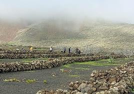 Finca de Los Lajares.