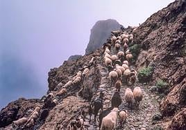 Un rebaño de ovejas y cabras por una de las vías pecuarias de Gran Canaria.