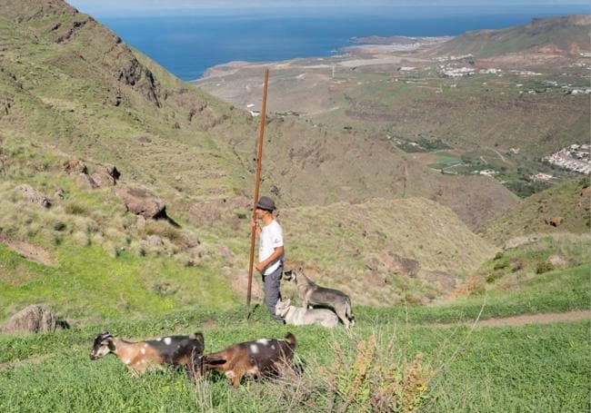 La falta de relevo generacional es uno de los retos de la trashumancia en Gran Canaria.