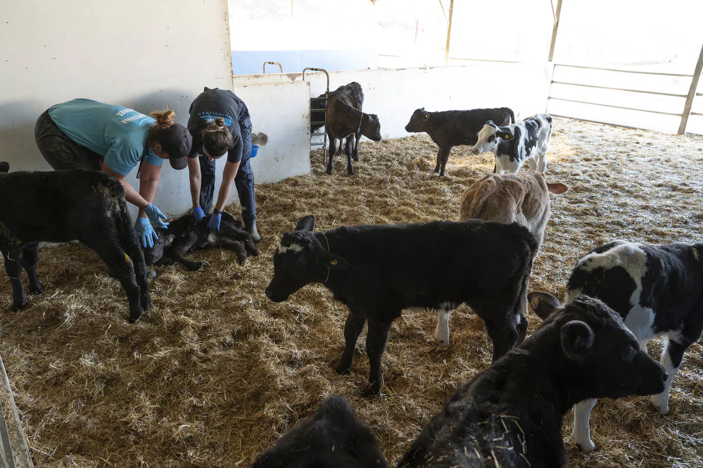 Una granja de La Aldea puntera en sostenibilidad y bienestar animal