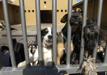 El 89,8% de los animales que llegaron al Albergue Insular en 2023 se adoptaron