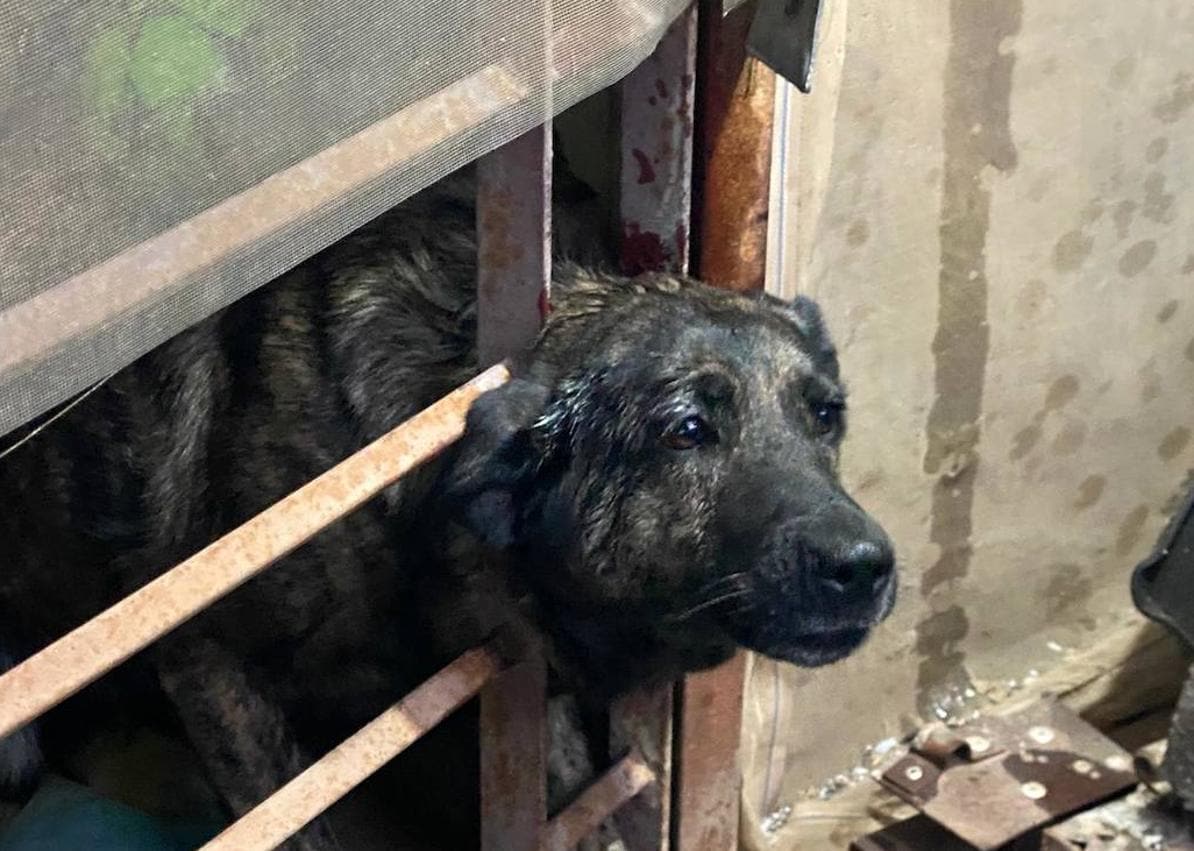 Imagen secundaria 1 - Rescatan a un perro atrapado entre las rejas de una puerta en Agüimes