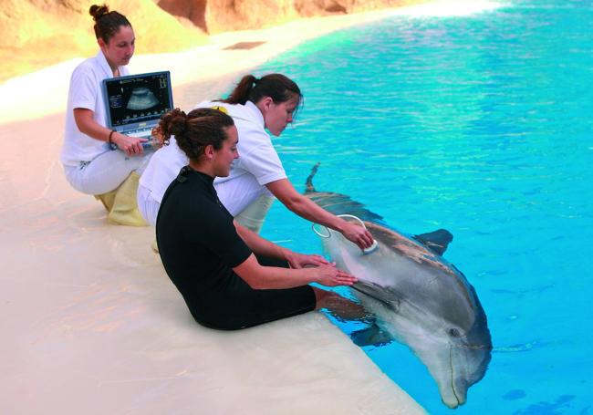Proyecto de investigación con delfines en Loro Parque.