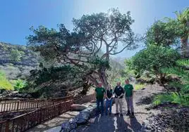 La sabina más antigua y alta de Canarias brilla en Tirma