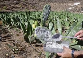 Recolección de cochinilla en la finca de Ingenio de Lorenzo Pérez.