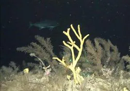 Arrecifes de profundidad de Tenerife y La Gomera analizados por científicos del IEO.