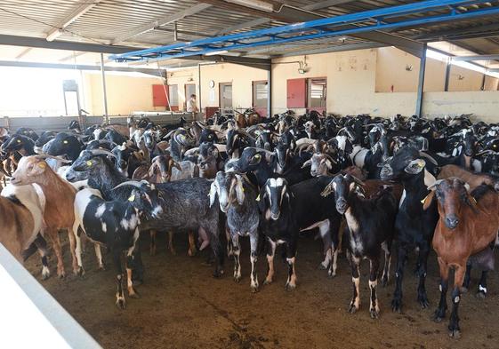 Cabras en la granja de Tesjuate, propiedad del grupo Ganaderos de Fuerteventura.