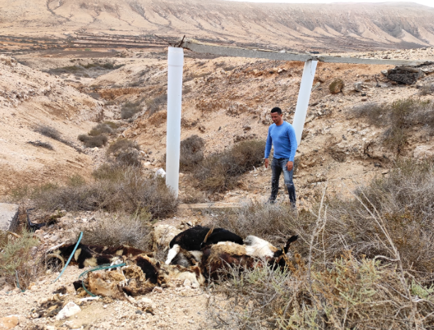 La Oliva pide a los vecinos que no arrojen animales muertos en los espacios públicos